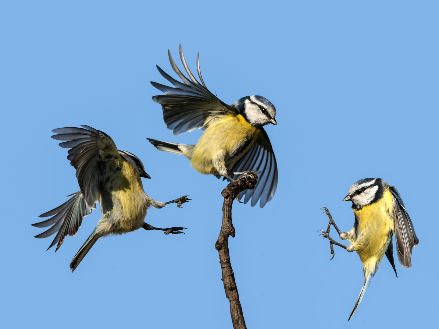 3 Blaumeisen auf einen Streich