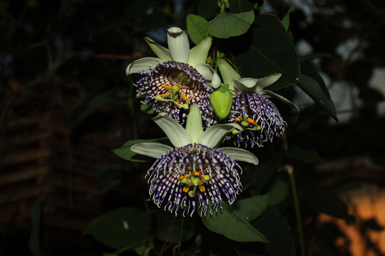 3 Blüten einer Passiflora actinia