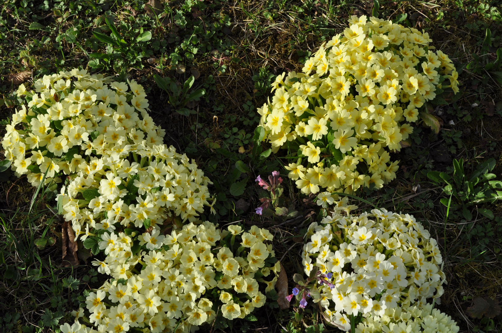 3. Blütenzeit - dafür in Massen