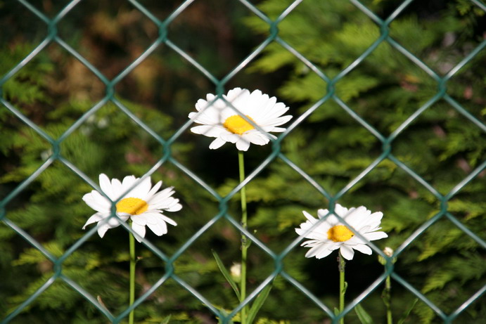 3 Blumen hinterm Eisernen Vorhang !!!