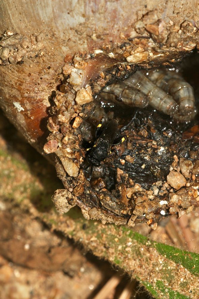 (3) BRACHYMERIA MINUTA Foto & Bild fliegen, wespen, diptera