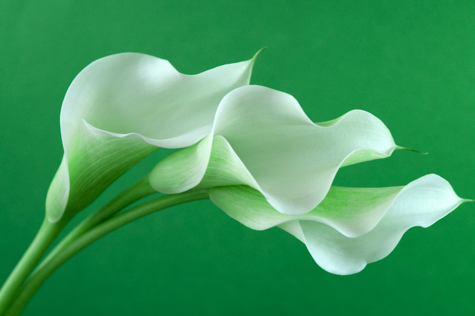 3 Callas