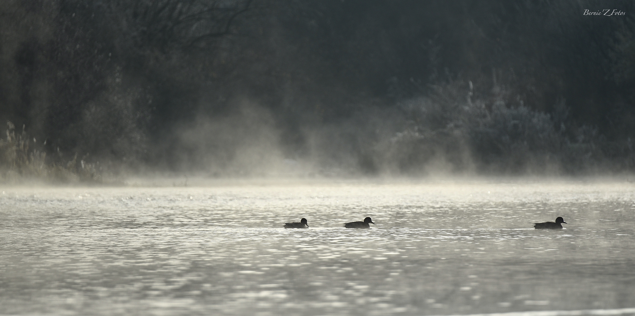 3 canards in the water