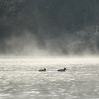 3 canards in the water