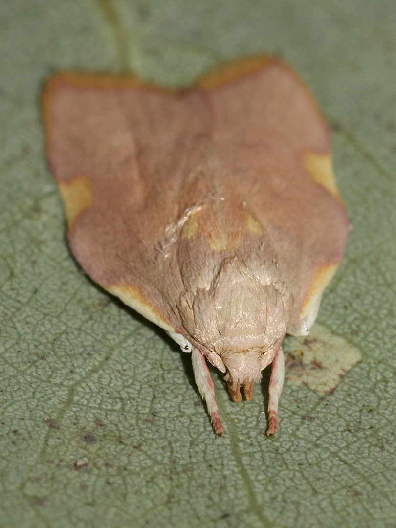 (3) CARCINA QUERCANA - ein hübscher Kleinschmetterling ...