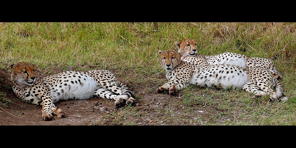 3 Cheetah (Acinonyx jubatus)