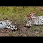 3 Cheetah (Acinonyx jubatus)