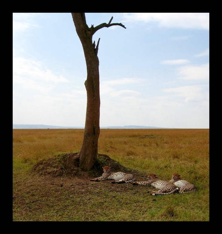 3 Cheetah (Acinonyx jubatus)