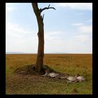 3 Cheetah (Acinonyx jubatus)