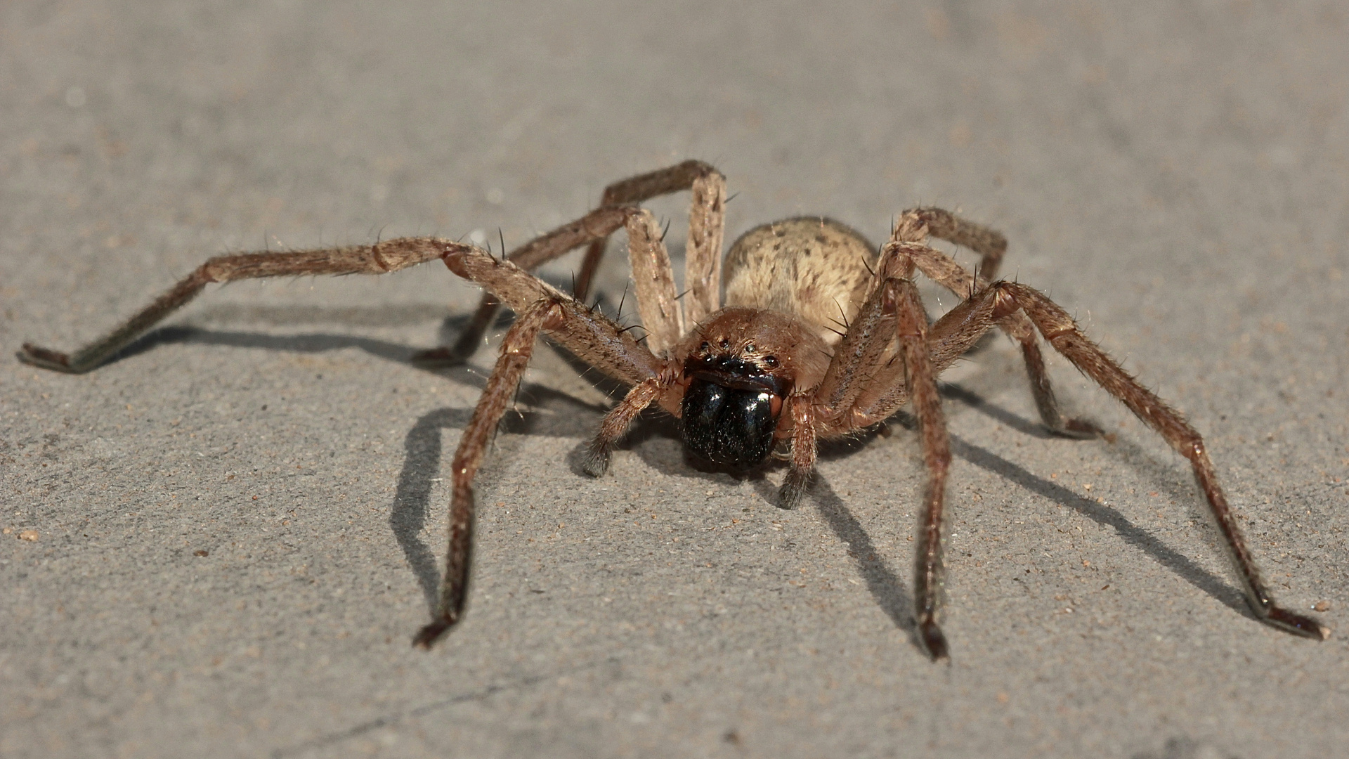 (3) Cheiracanthium cf. furculatum, eine Dornfinger-Art aus Südafrika