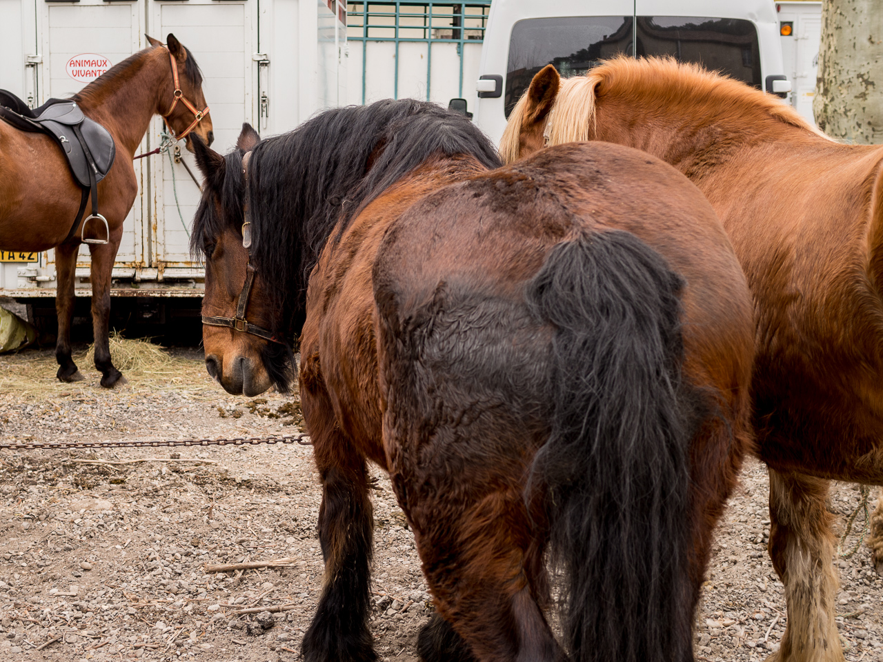 3 chevaux