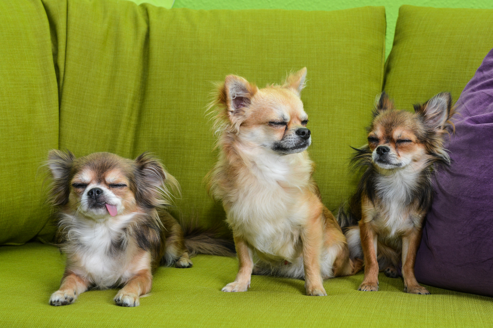 3 Chihuahuas auf grünem Sofa: Das Blitzlicht ist hell