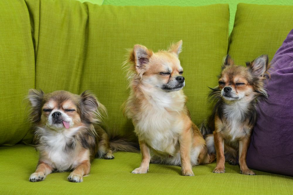 3 Chihuahuas auf grünem Sofa: Das Blitzlicht ist hell