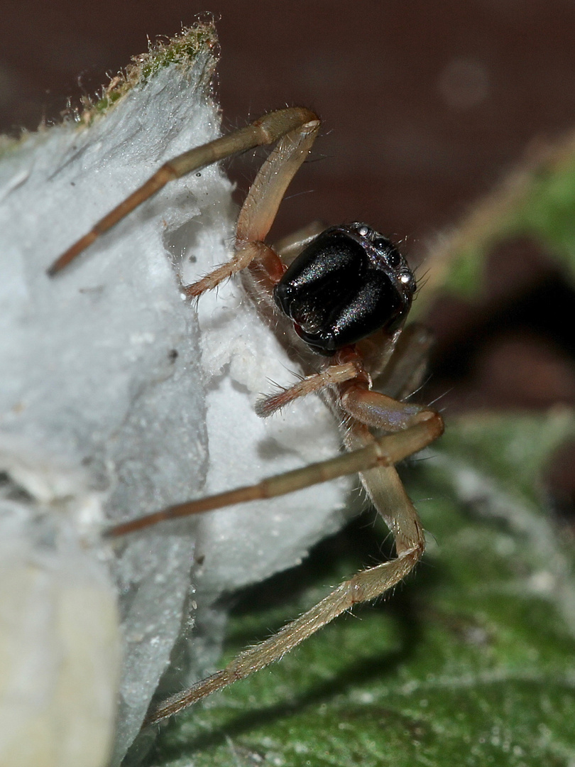 (3) Clubiona (cf.) pallidula - eine Sackspinne (Fam. Clubionidae)