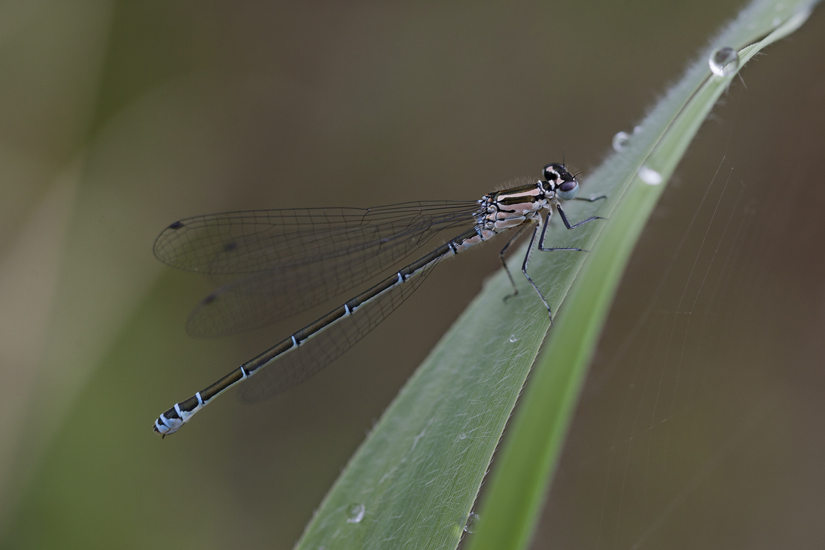 3 cm Libelle