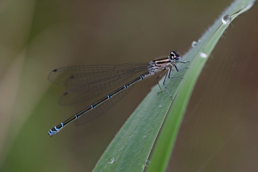 3 cm Libelle