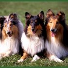 3 Collies