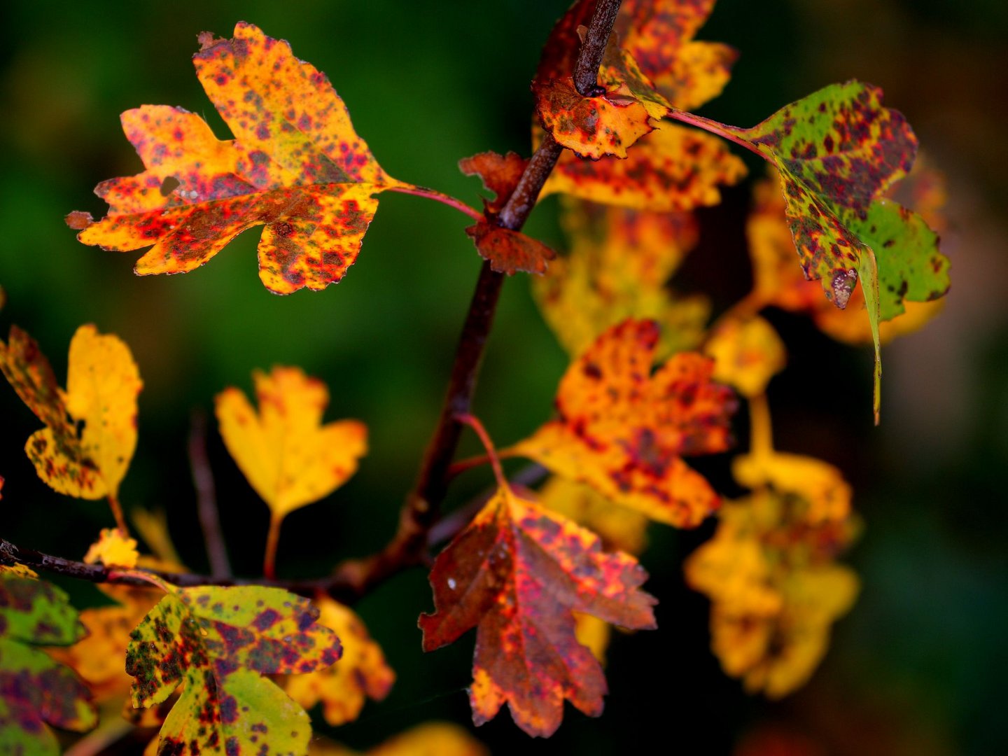 3 colors - red - green - yellow