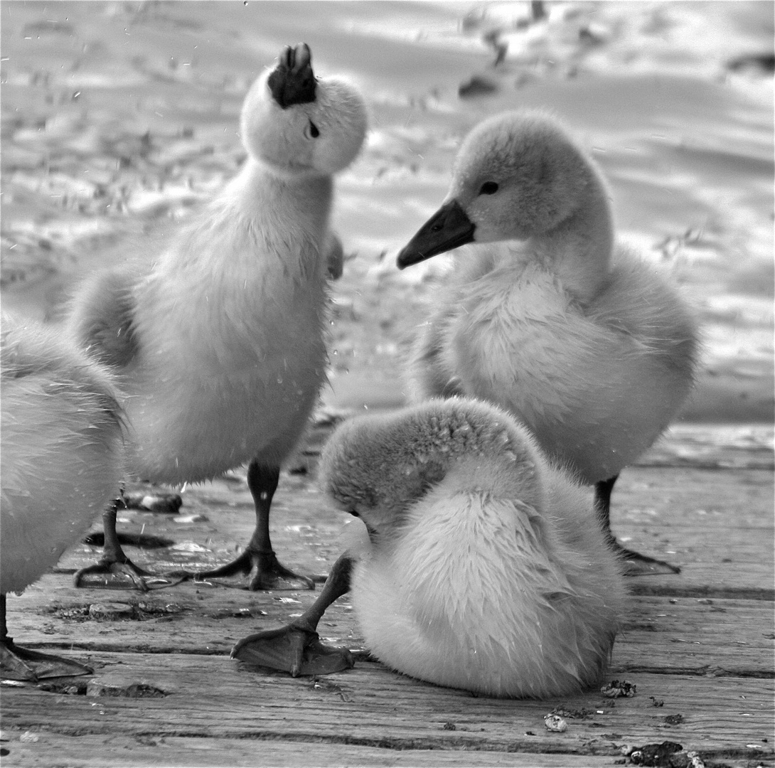 3 copains à la sortie du bain