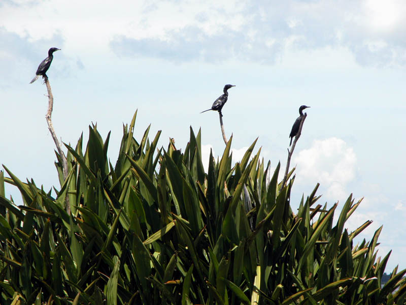 3 Cormorans