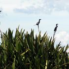 3 Cormorans