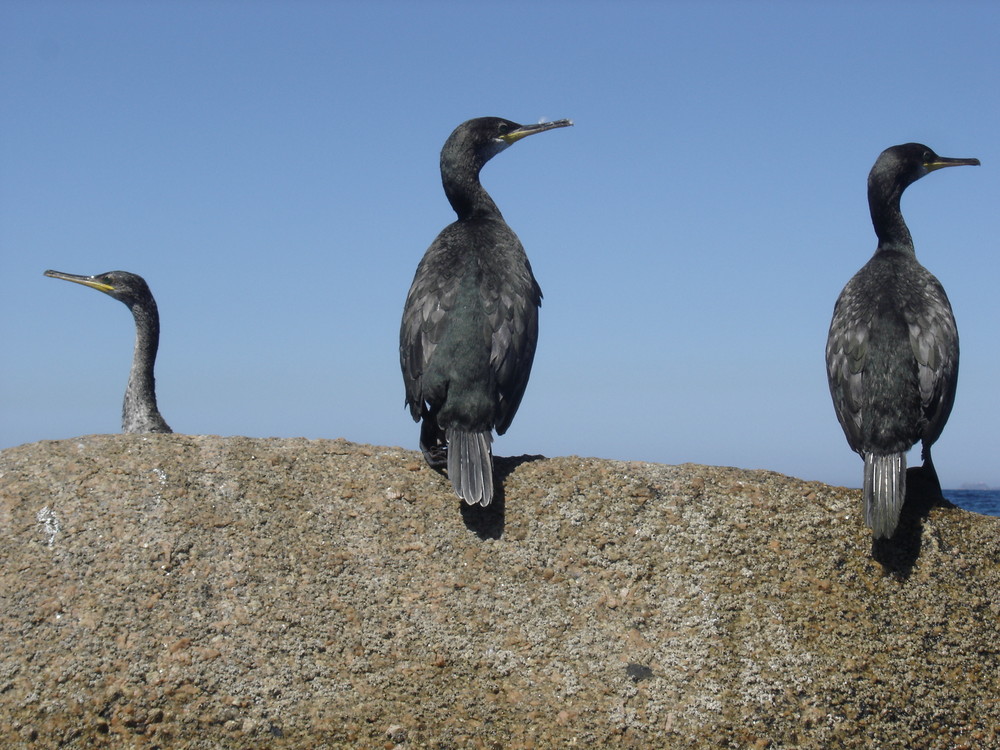 3 cormorans au repos