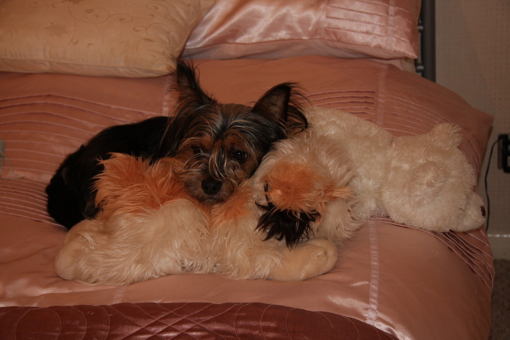 3 cuddly toys. NO 2 and a lazy dog