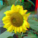 3 D - Foto Sonnenblume ...