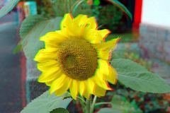 3 D - Foto Sonnenblume ...