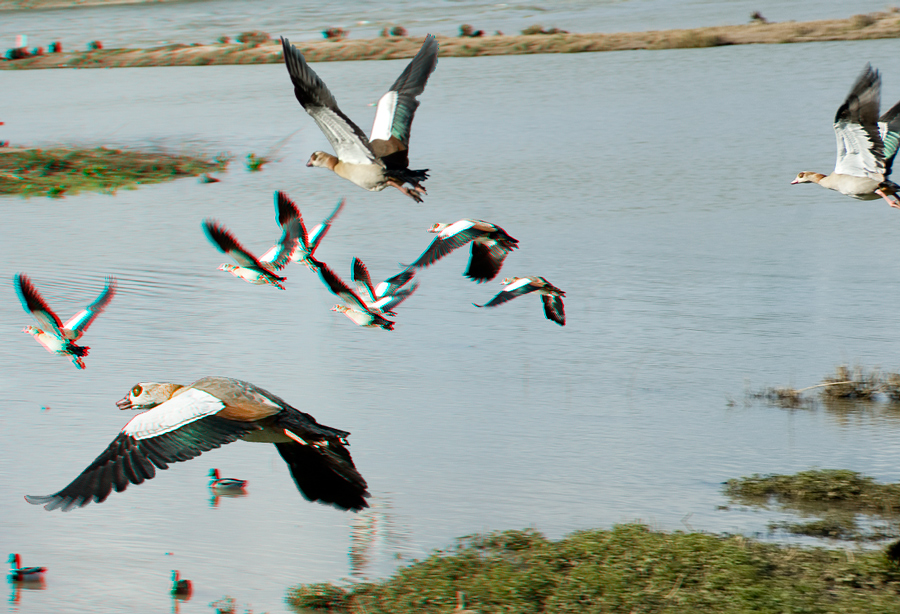 3 D Nilgänse