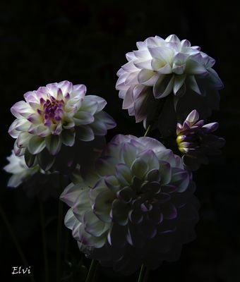 3 dahlias blancs