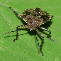 (3) Das fünfte Larvenstadium (L5) der Rotbeinigen Baumwanze (Pantatoma rufipes)