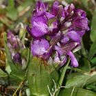 (3) Das KLEINE KNABENKRAUT (ANACAMPTIS MORIO) ...