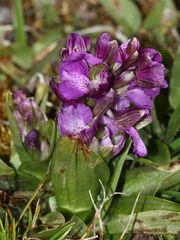 (3) Das KLEINE KNABENKRAUT (ANACAMPTIS MORIO) ...