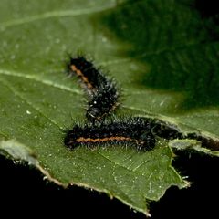 (3) Das Kleine Nachtpfauenauge (Saturnia pavonia) ...