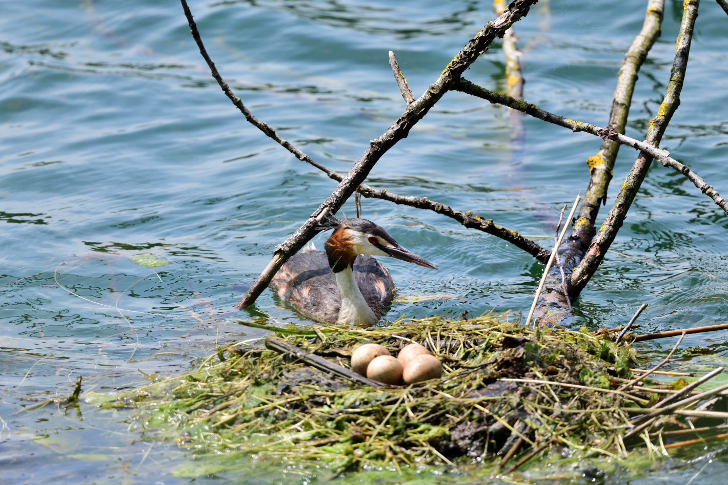 3) Das schönste Haubentauchernest, great crested nest, nido mas bonito de Somormujo lavanco 