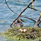 3) Das schönste Haubentauchernest, great crested nest, nido mas bonito de Somormujo lavanco 