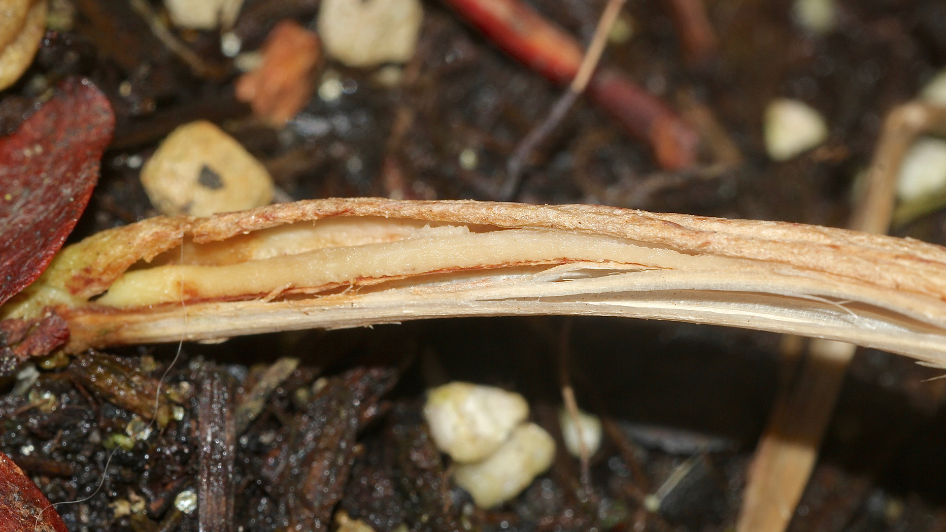 (3) Das seltene BANDEIS (ice ribbons, ein Basikryogen) im Garten !!!