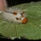 (3) Das vorletzte Raupenstadium der HASELEULE (COLOCASIA CORYLI)