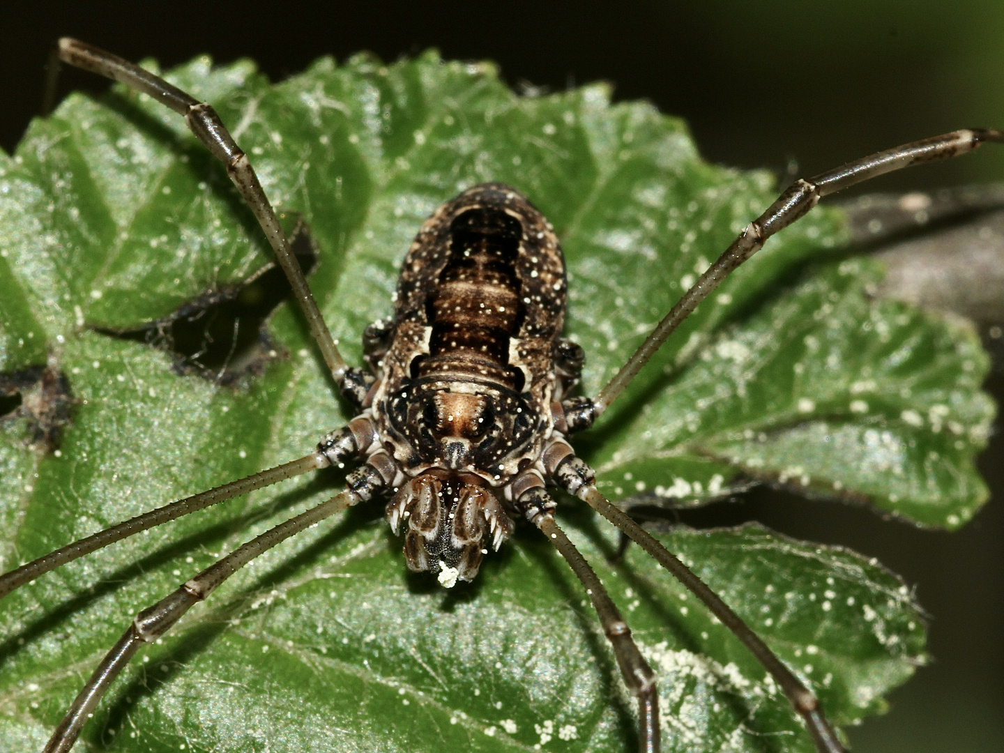 (3) Das Waldgroßauge (Platybunus pinetorum)