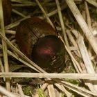 (3) Das Weibchen des MÖNCHS-KOTKÄFERs (ONTHOPHAGUS COENOBITUS)