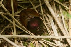 (3) Das Weibchen des MÖNCHS-KOTKÄFERs (ONTHOPHAGUS COENOBITUS)