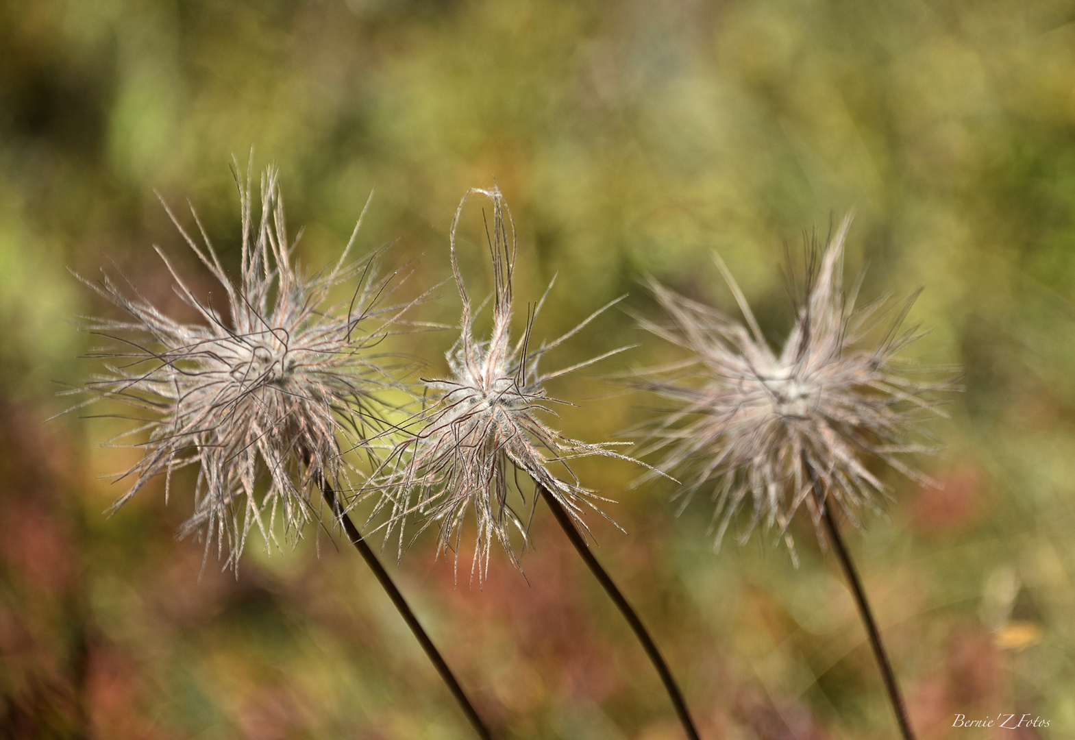 3 demoiselles décoiffées