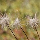 3 demoiselles décoiffées