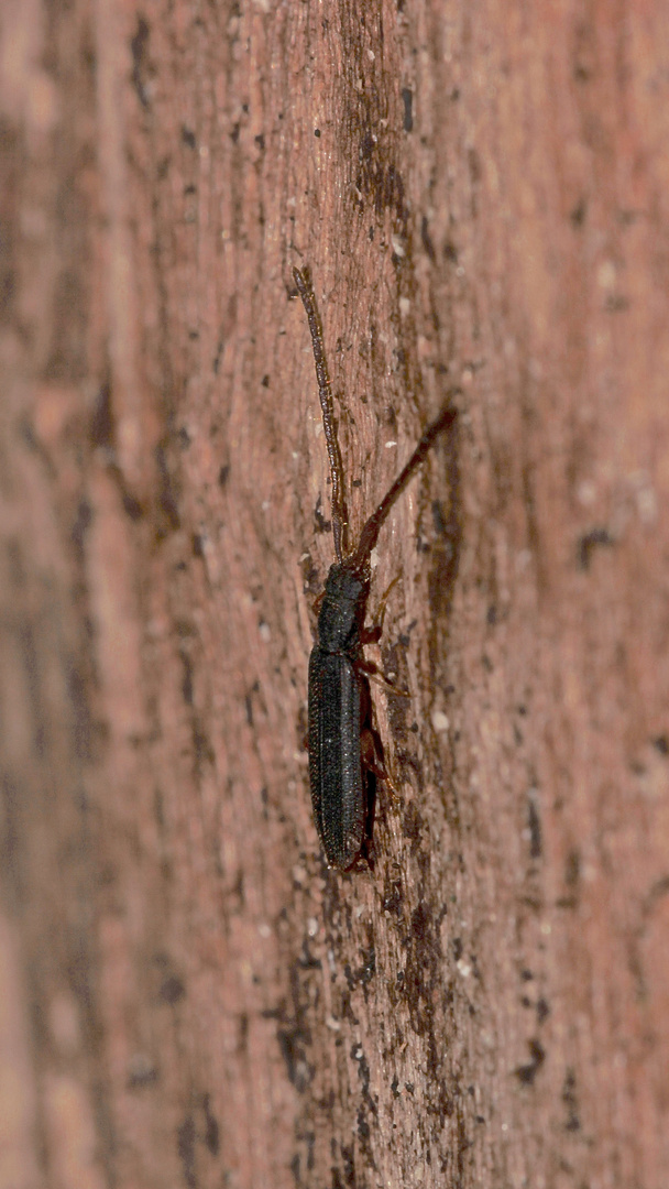 (3) Den Langhörnigen Raubplattkäfer (Uleiota planata) ...