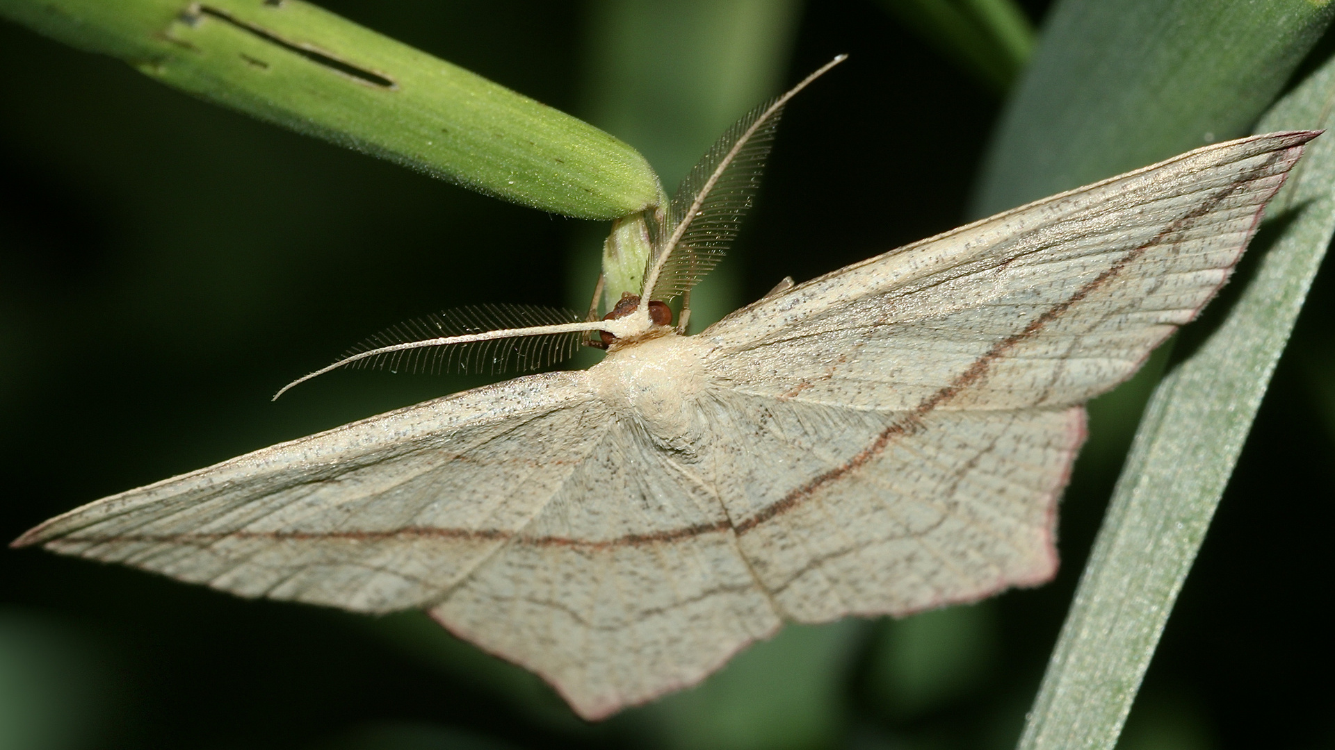 (3) Der Ampferspanner (Timandra comae)