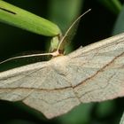 (3) Der Ampferspanner (Timandra comae)