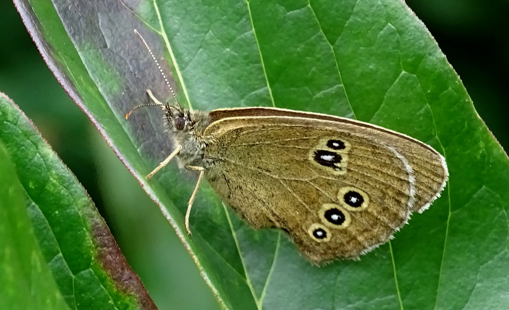  (3) der 'Braune Waldvogel' (Aphantopus hyperantus)