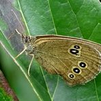  (3) der 'Braune Waldvogel' (Aphantopus hyperantus)