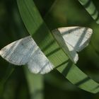 (3) Der Braunstirn-Weißspanner (Cabera exanthemata), Familie Spanner (Geometridae)